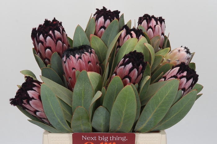 <h4>Protea African Didi</h4>
