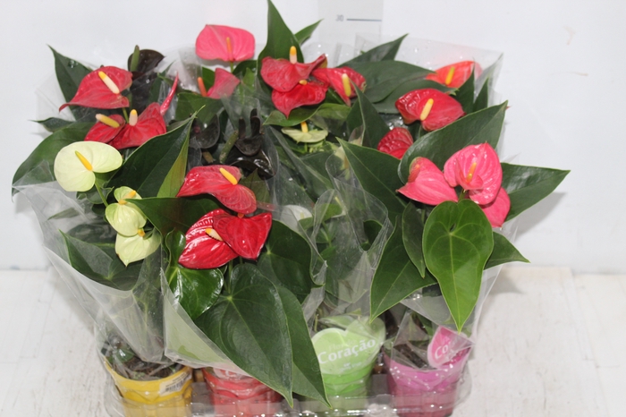 <h4>ANTHURIUM VARIADO P09</h4>