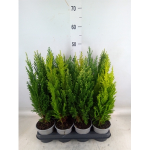 Conifers   ...mix