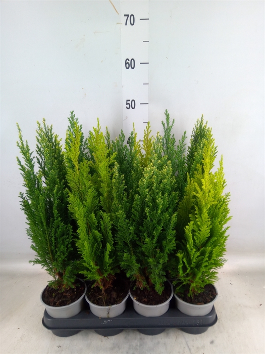 <h4>Conifers   ...mix</h4>