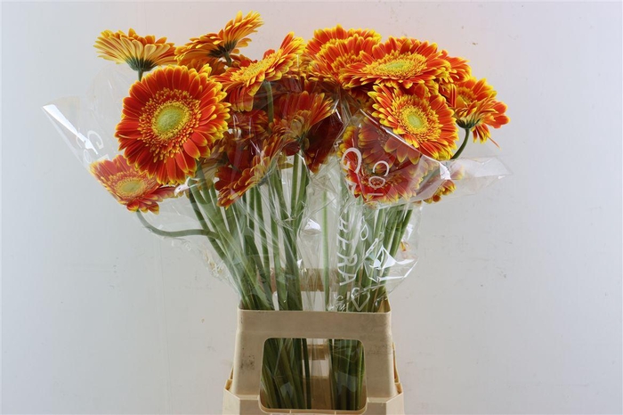 <h4>Ge Gr Wannabe</h4>