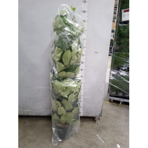 Tetrastigma voinierianum