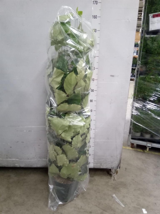 <h4>Tetrastigma voinierianum</h4>