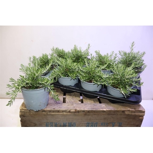 arr8 Rosmarino Capri