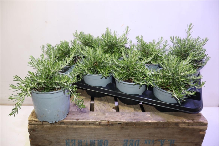 <h4>Rosmarino Capri</h4>