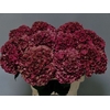 Hydrangea mag pink ruby classic