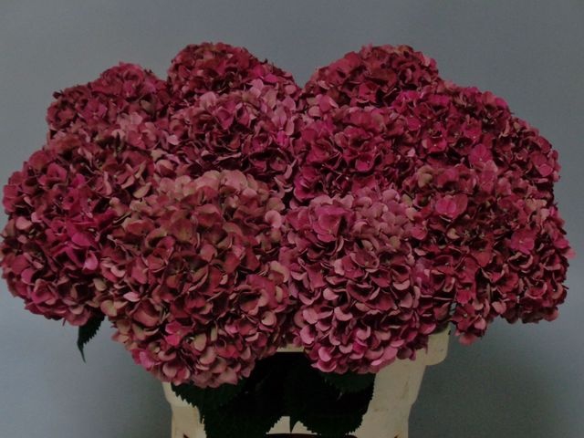 <h4>Hydrangea mag pink ruby classic</h4>