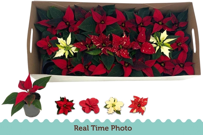 <h4>EUPHOR P GEM</h4>