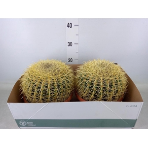 Echinocactus grusonii