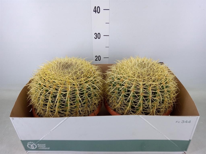 <h4>Echinocactus grusonii</h4>