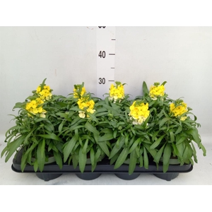 Erysimum  'Leya Lemon Glow'