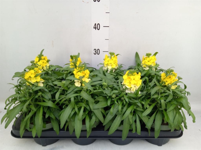 <h4>Erysimum 'Leya Lemon Glow'</h4>