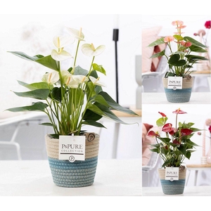 Anthurium mix in P&PURE Fashionpot Valerie
