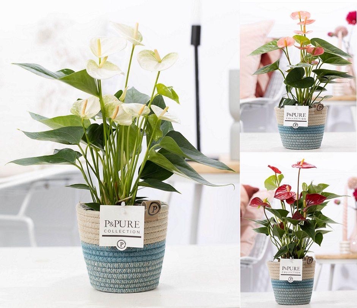 <h4>Anthurium mix in P&PURE Fashionpot Valerie</h4>