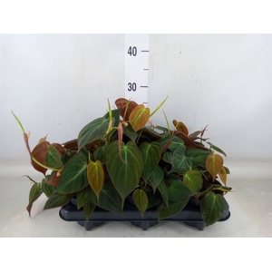 Philodendron scand. subsp. micans