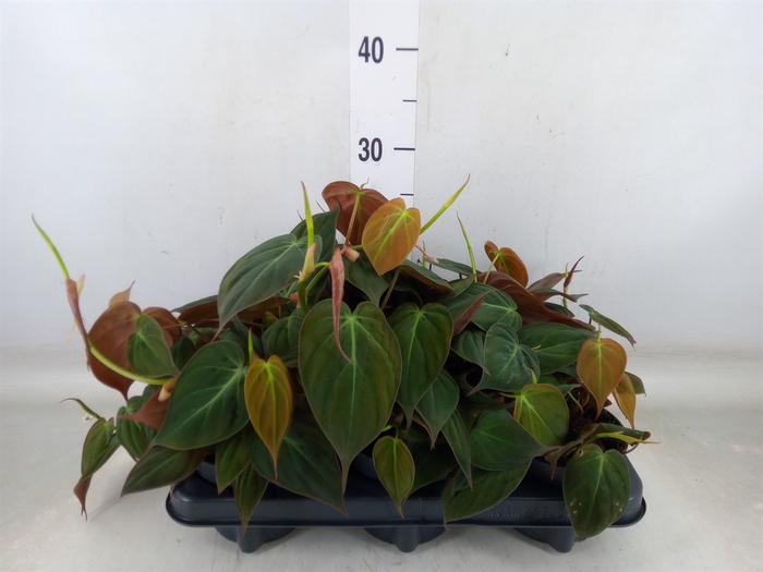 <h4>Philodendron scand. subsp. micans</h4>