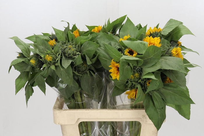 <h4>Helianthus Orange Fire</h4>