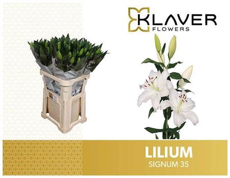 <h4>LI OR SIGNUM 35</h4>