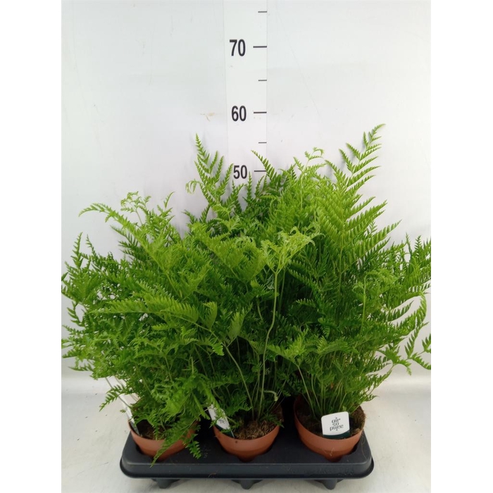 <h4>Pteris straminea</h4>