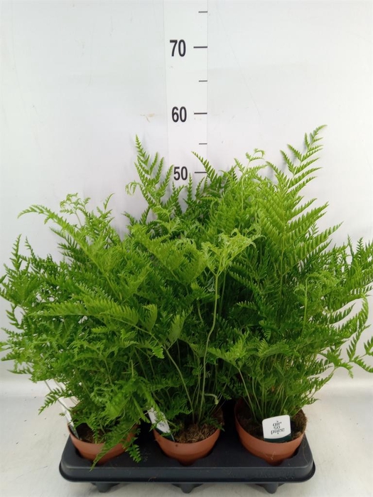 Pteris straminea