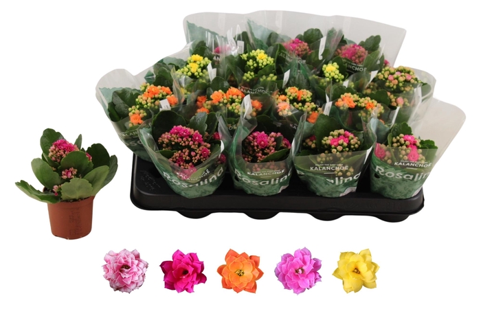 <h4>KAL GE RO GEM 5 KL</h4>