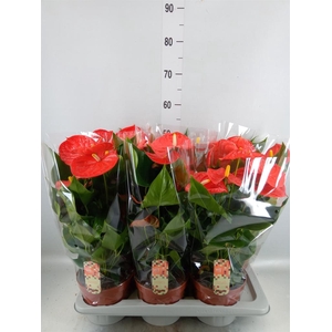 Anthurium andr. 'Florida'