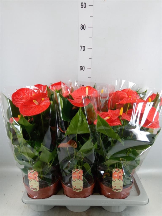 <h4>Anthurium andr. 'Florida'</h4>