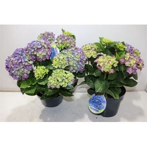 Hydr Macrophylla Blauw