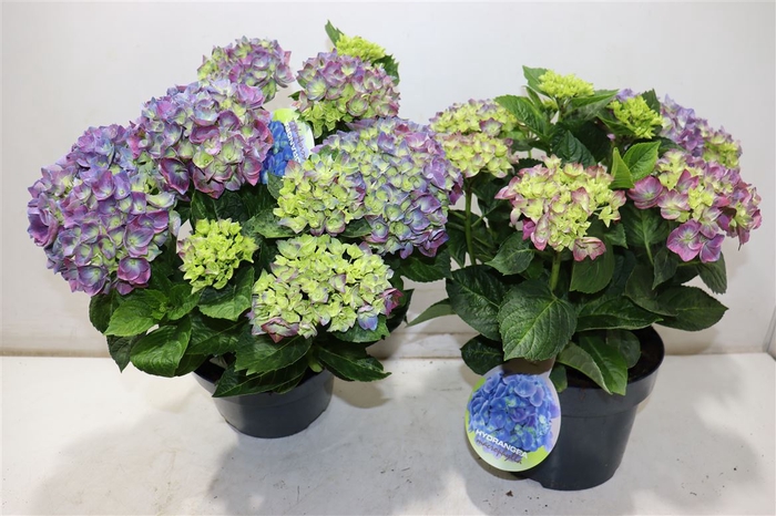 <h4>Hydr Macrophylla Blauw</h4>