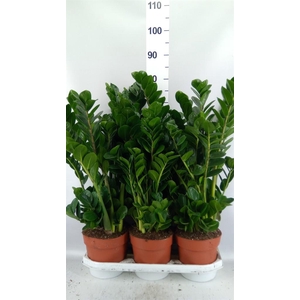 Zamioculcas zamiifolia 'Midori'