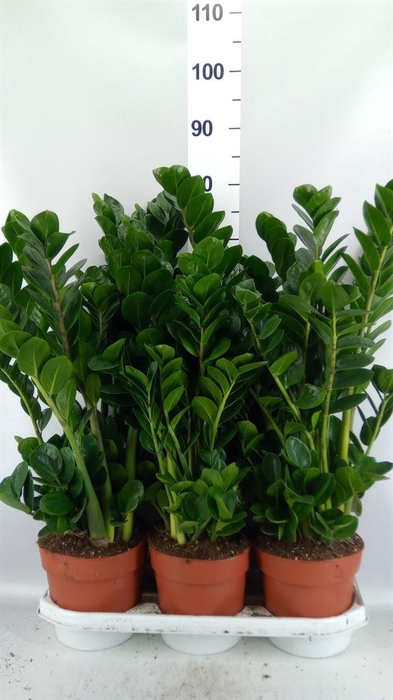 <h4>Zamioculcas zamiifolia 'Midori'</h4>