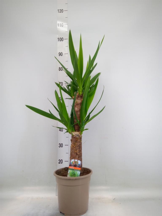 <h4>Yucca   ...</h4>