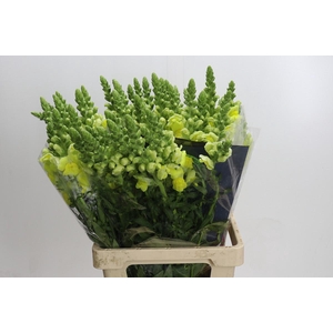 Antirrhinum Potomac Geel