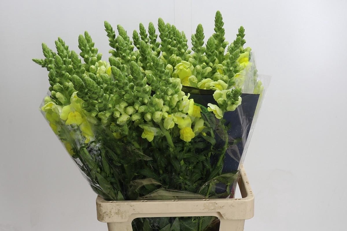 Antirrhinum Potomac Geel