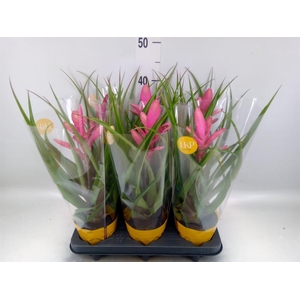 Tillandsia  'Antonio'