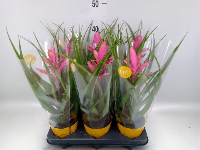 <h4>Tillandsia  'Antonio'</h4>