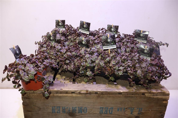 <h4>Crass Marginalis Rubra</h4>