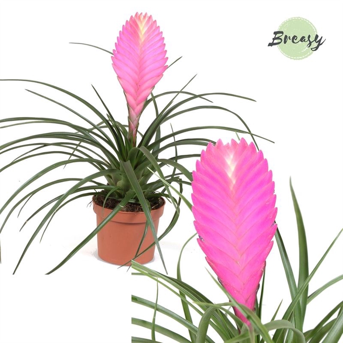 <h4>Tillandsia Anita</h4>