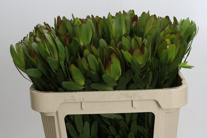 <h4>Leucadendron Goldstrike</h4>