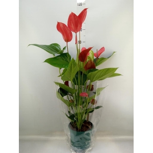 Anthurium andr. 'Melodia Ibis'