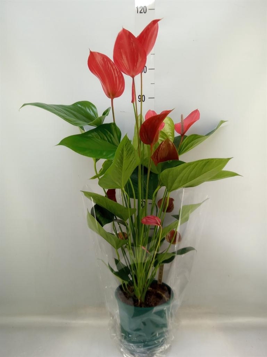 <h4>Anthurium andr. 'Melodia Ibis'</h4>