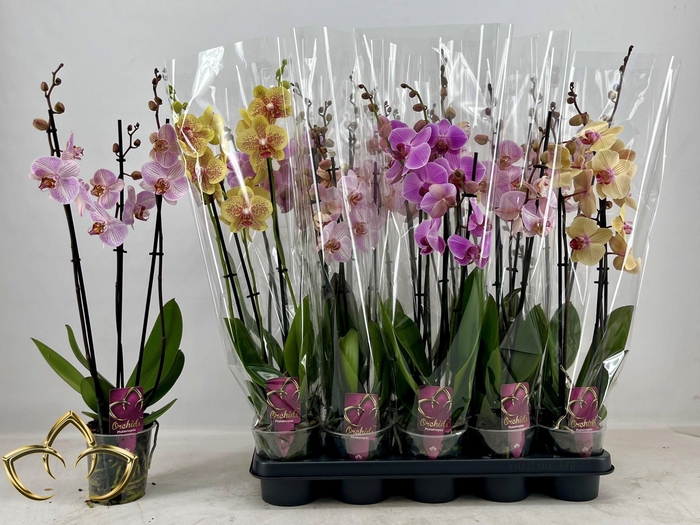 <h4>PHAL GEM</h4>