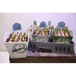 arr8 Arr Muscari In Houten Hengsel Bakje