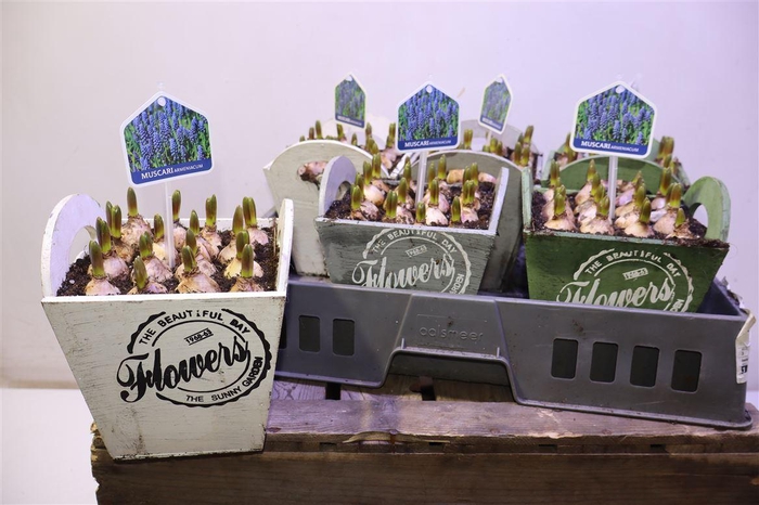 <h4>arr8 Arr Muscari In Houten Hengsel Bakje</h4>