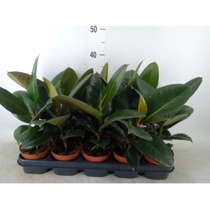 Ficus elastica 'Robusta'