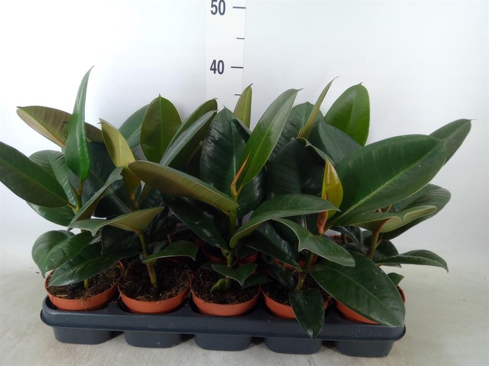 <h4>Ficus elastica 'Robusta'</h4>