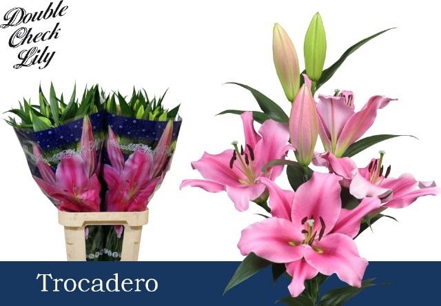 <h4>LI OT TROCADERO</h4>