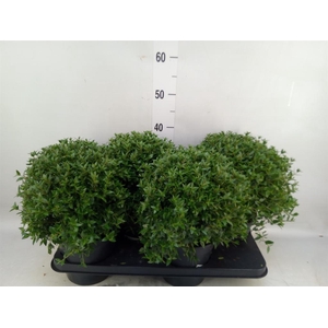 Myrtus communis