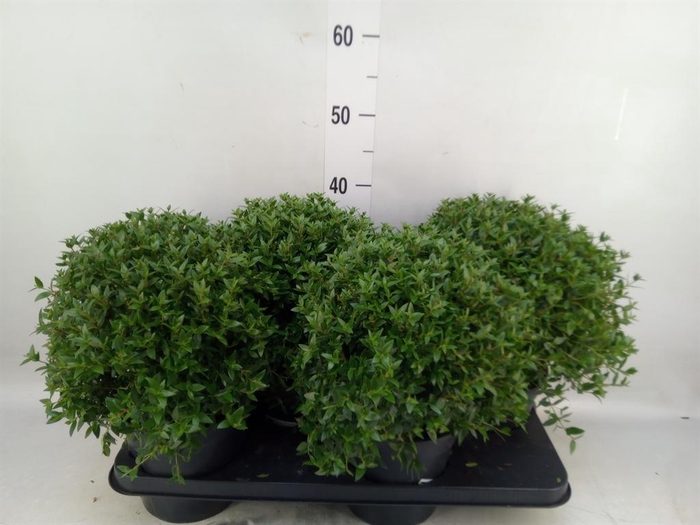 <h4>Myrtus communis</h4>
