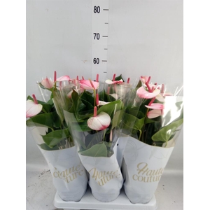 Anthurium  'Pr. Amalia Elegance'